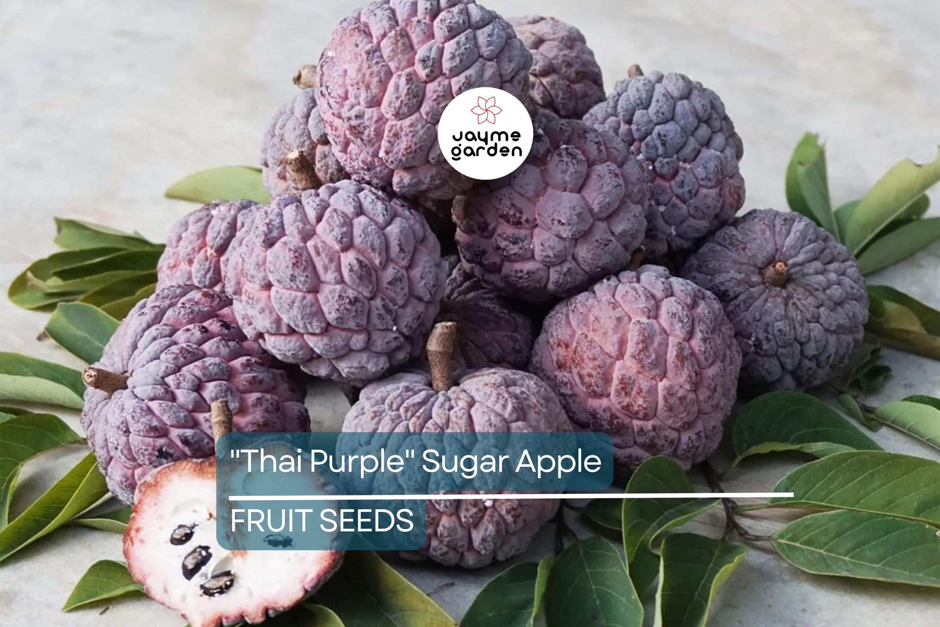 10 Thai Purple Sugar Apple Seeds (Annona squamosa) – Rare Sweet Tropical Fruit Tree