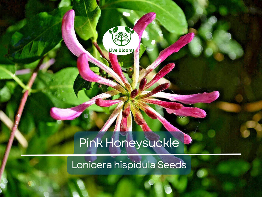 20 Pink Honeysuckle Seeds (L. hispidula) | Flowering Vine, Climbing Flower Shrub - Sweet-Scented, Fast-Growing, Pollinator-Friendly