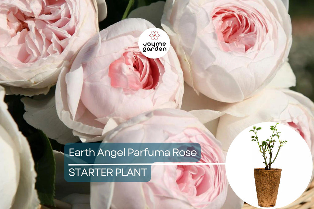 Earth Angel Parfuma Rose – 1.5 Gal Pot | Very Fragrant Blush Pink Peony Blooms | Own-Root Floribunda | Zones 5-10