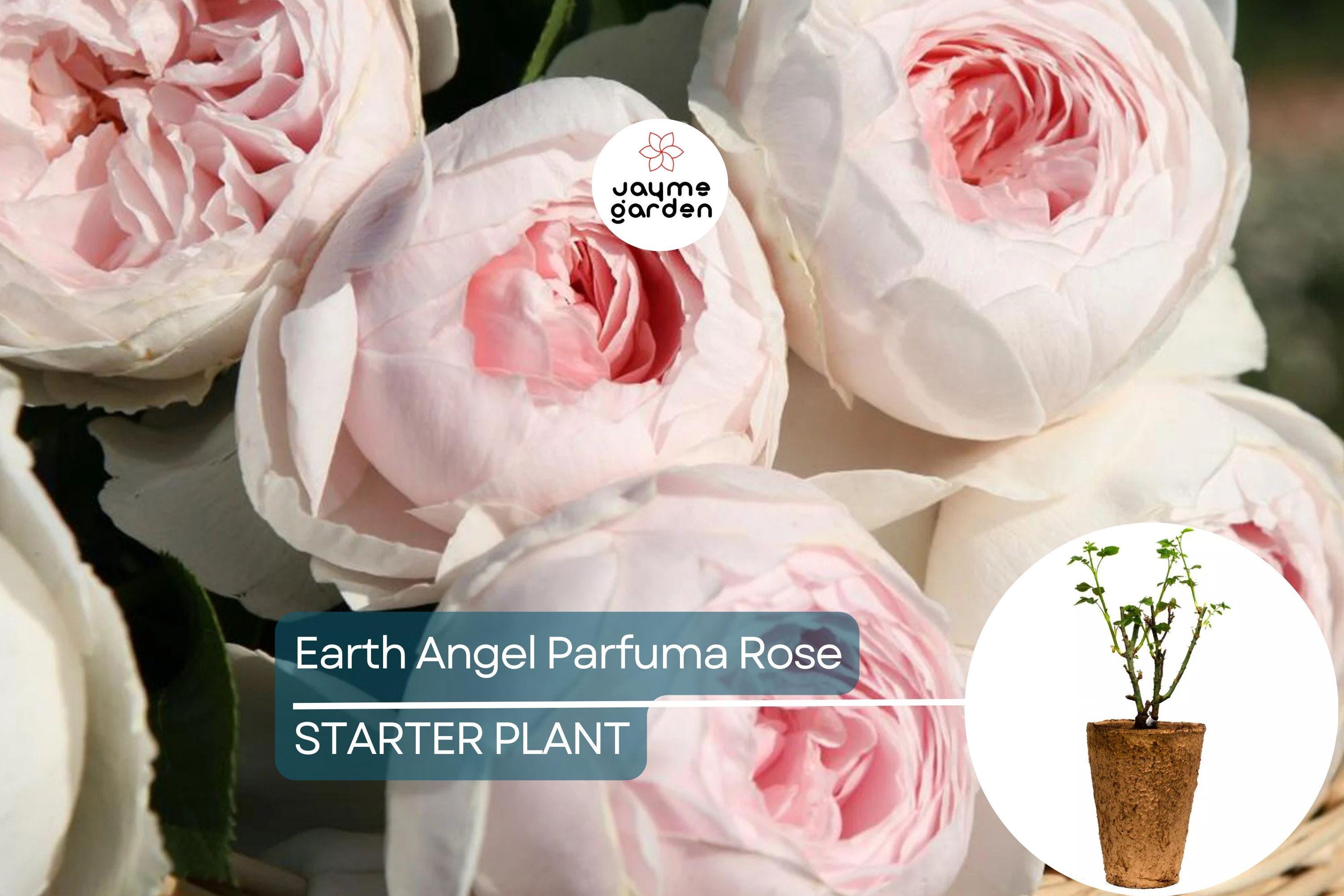 Earth Angel Parfuma Rose – 1.5 Gal Pot | Very Fragrant Blush Pink Peony Blooms | Own-Root Floribunda | Zones 5-10