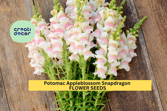 1000+ Potomac Appleblossom Snapdragon Seeds – Soft Pink & Cream Blooms for Garden Planting, Tall Spikes for Bouquets – USA