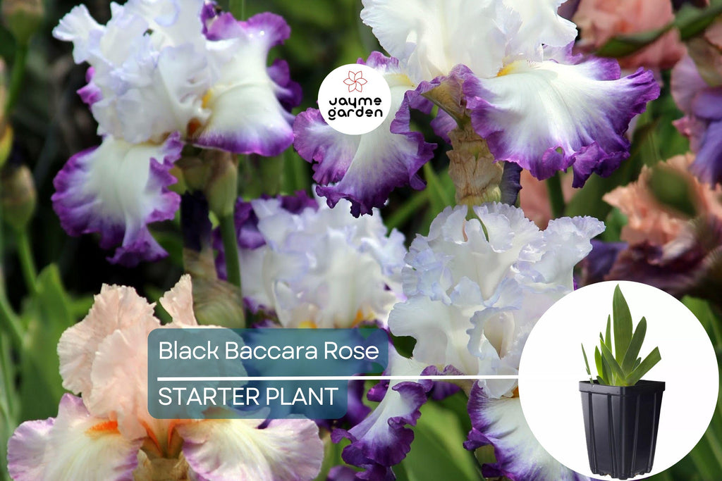 Center Ice Iris Plant – Quart Pot | Large Purple & White Flowers | Hardy Perennial | Zones 3-10