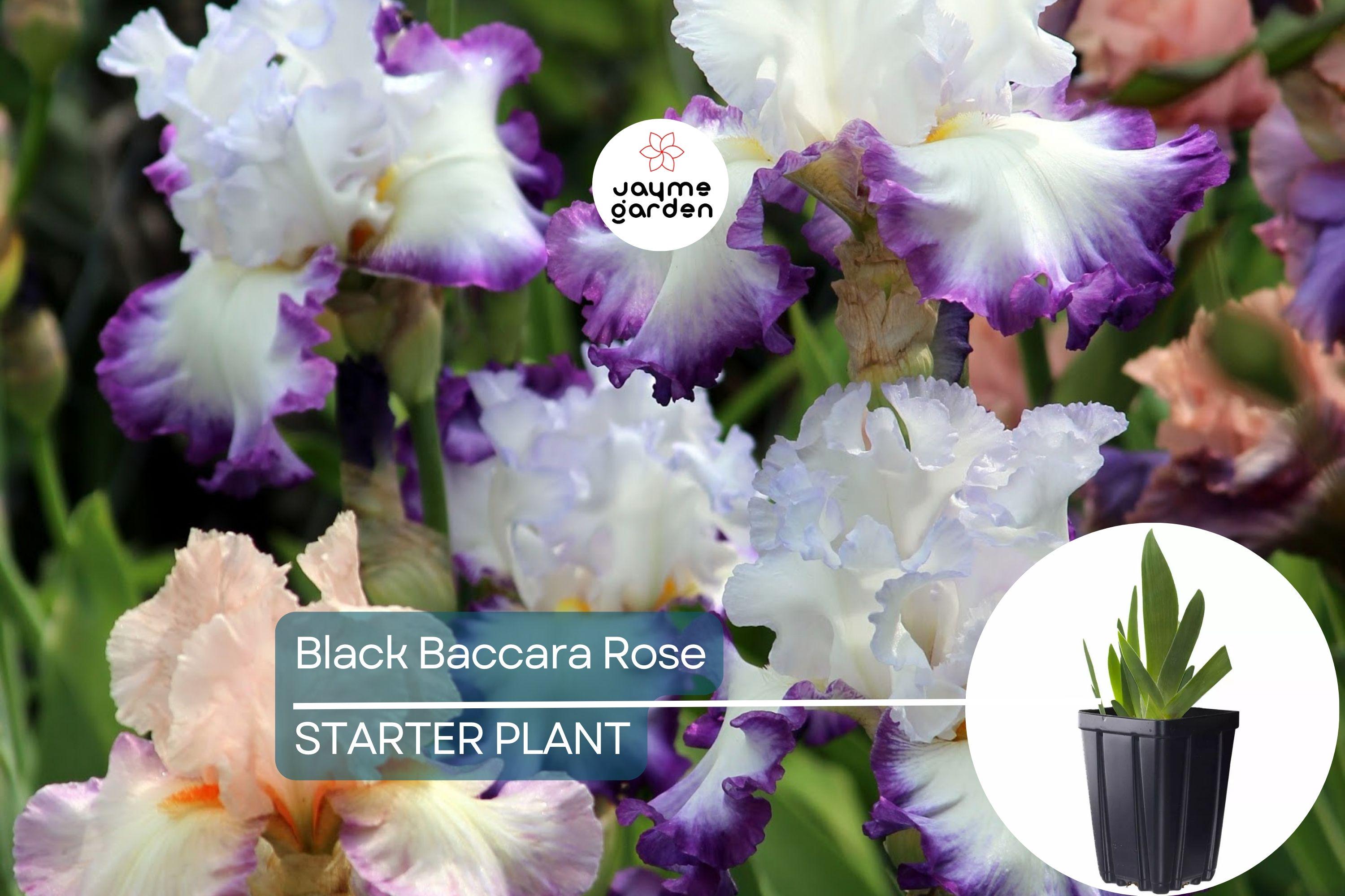 Center Ice Iris Plant – Quart Pot | Large Purple & White Flowers | Hardy Perennial | Zones 3-10