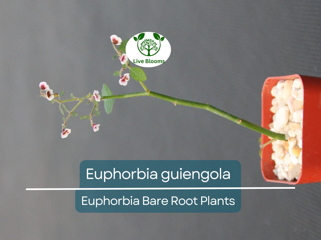 1 Euphorbia guiengola – Bare Root Succulent Caudex Plant – Bonsai or Hanging Form – Rare Live Starter for Collectors