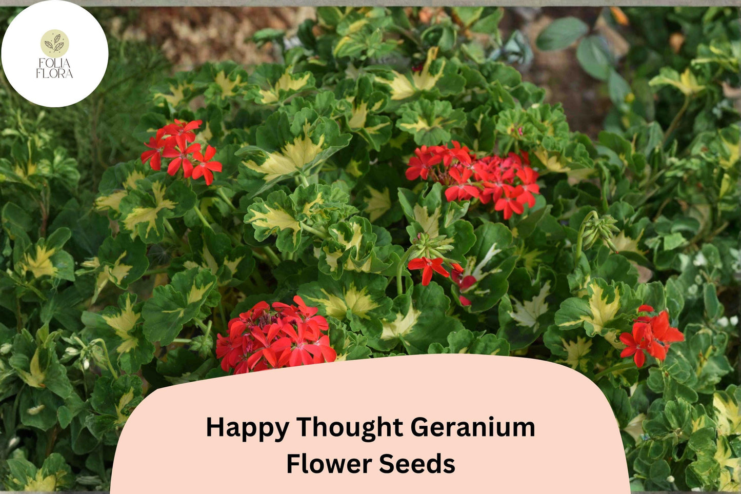 25+ Happy Thought Geranium Seeds | Zonal Pelargonium | Bright Garden Flower Seeds