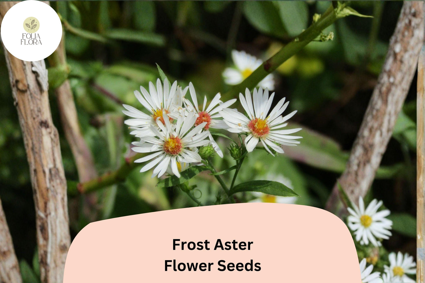 100 Aster pilosus Seeds | Symphyotrichum pilosum | Frost Aster | White Native Wildflower for Pollinator Garden