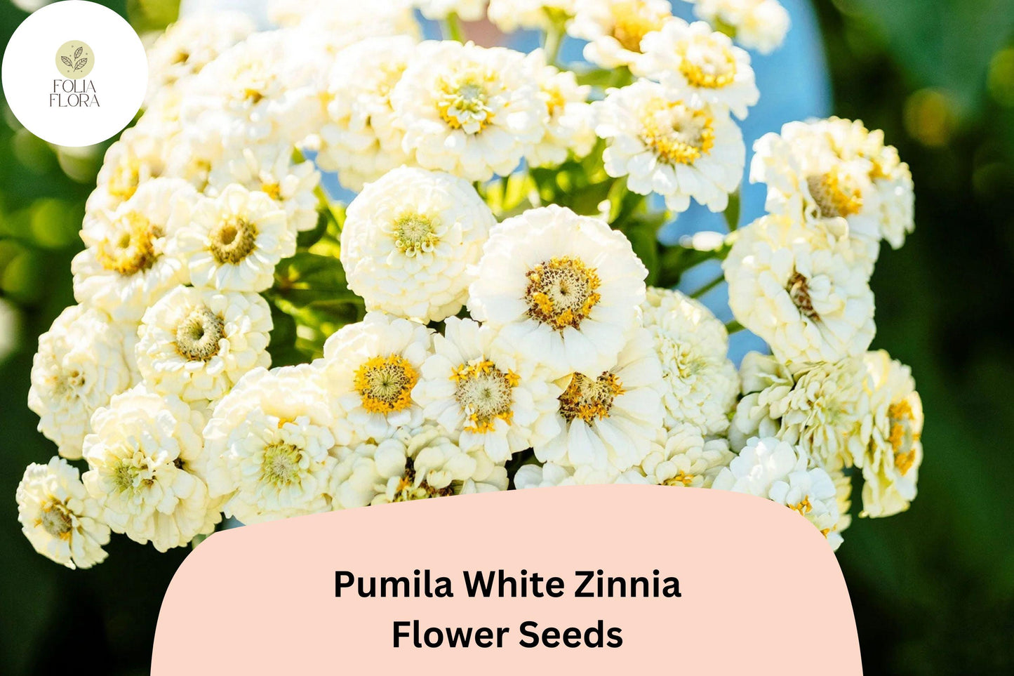 100+ Pumila White Zinnia Seeds – Elegant Pure White Garden Flowers, Easy to Grow Annuals