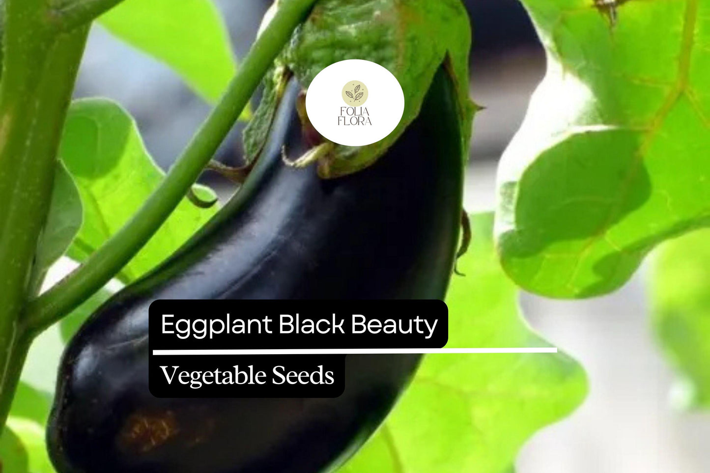 150 Black Beauty Eggplant Seeds – Heirloom, Non-GMO, High-Yield, Classic Variety