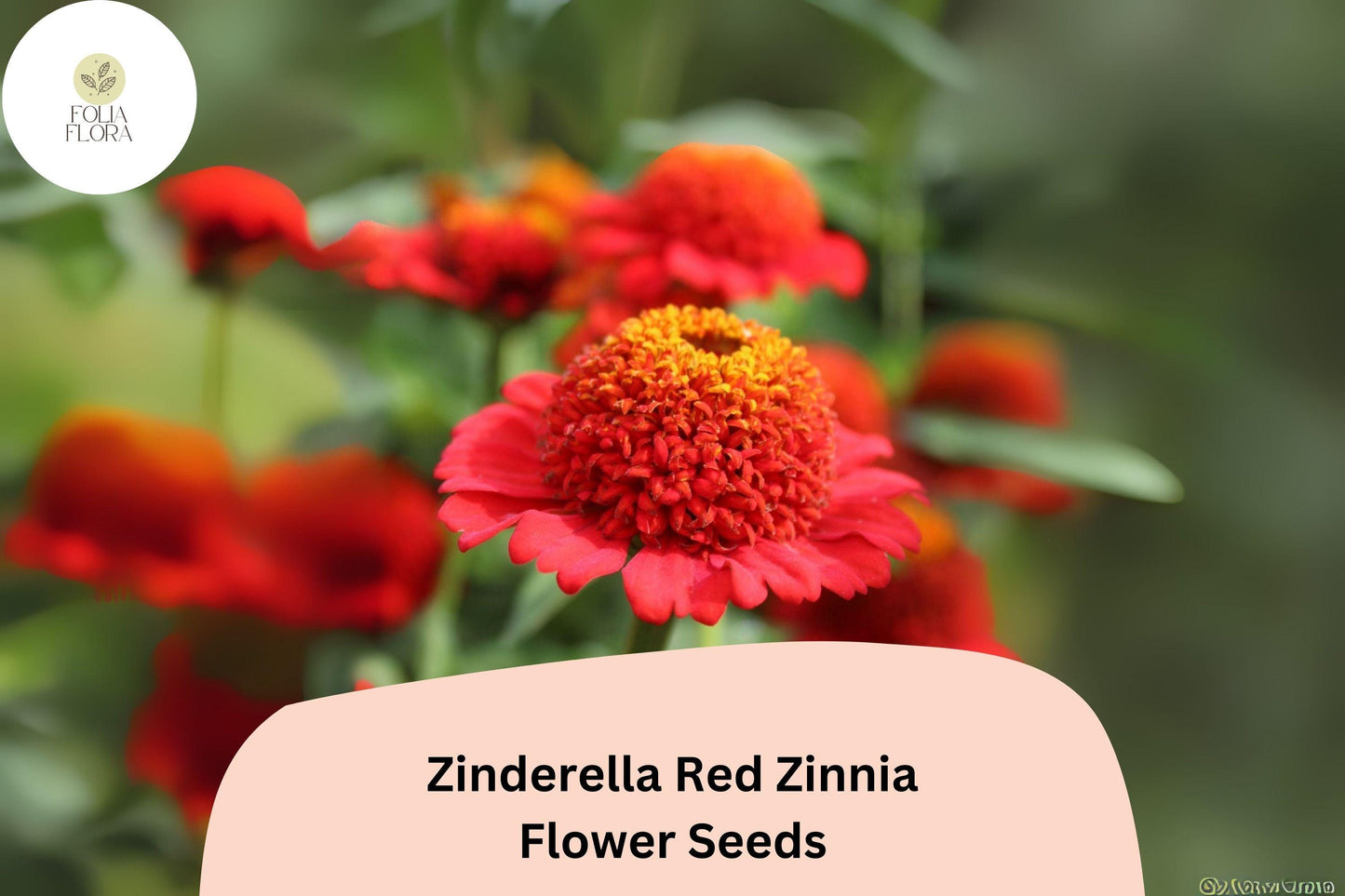 Zinderella Red Zinnia Seeds: Double Pompon Blooms, Heirloom Non-GMO