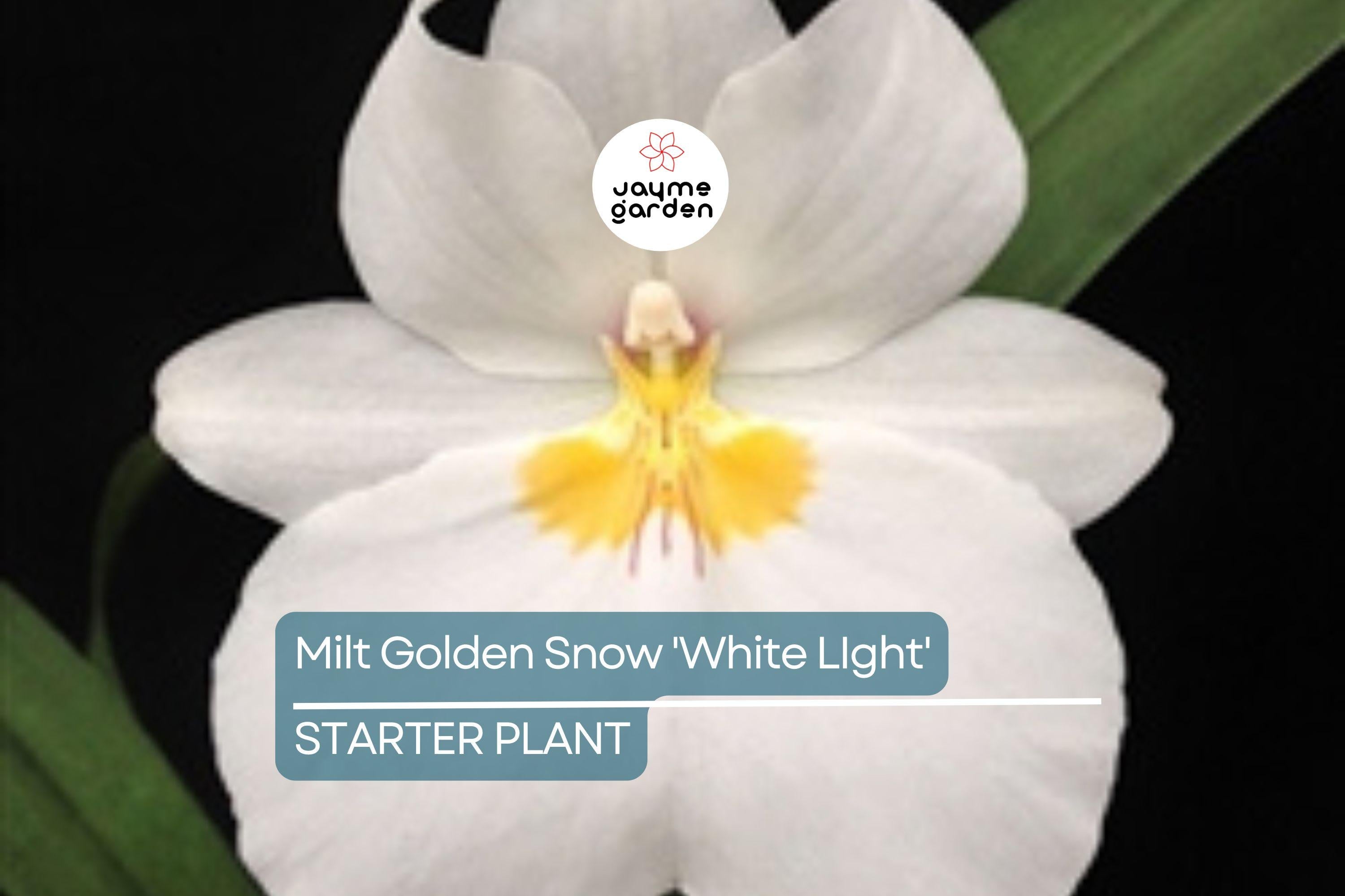 Milt Golden Snow 'White Light' Orchid Plant | Live Seedling in 3" Pot | Sub-Tropical | Indoor & Outdoor | Elegant White Blooms