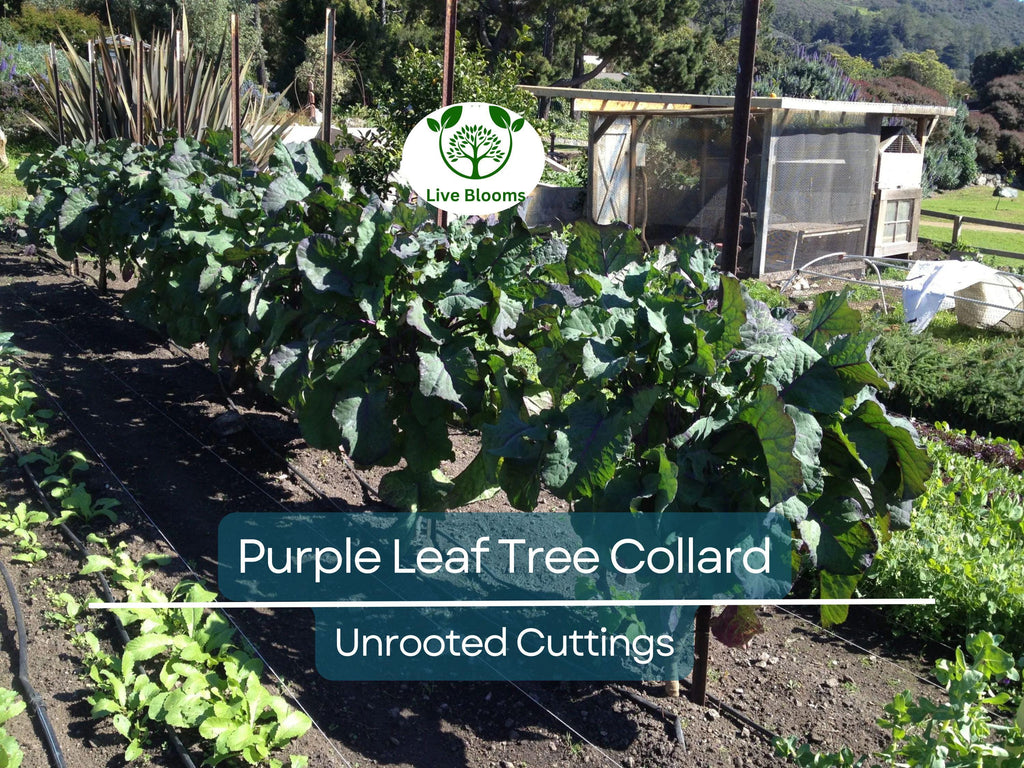 1 Purple Leaf Tree Collard Unrooted Cutting 6-8" | Brassica oleracea, Edible Plant, Healthy Stalk with 4 Leaf Nodes