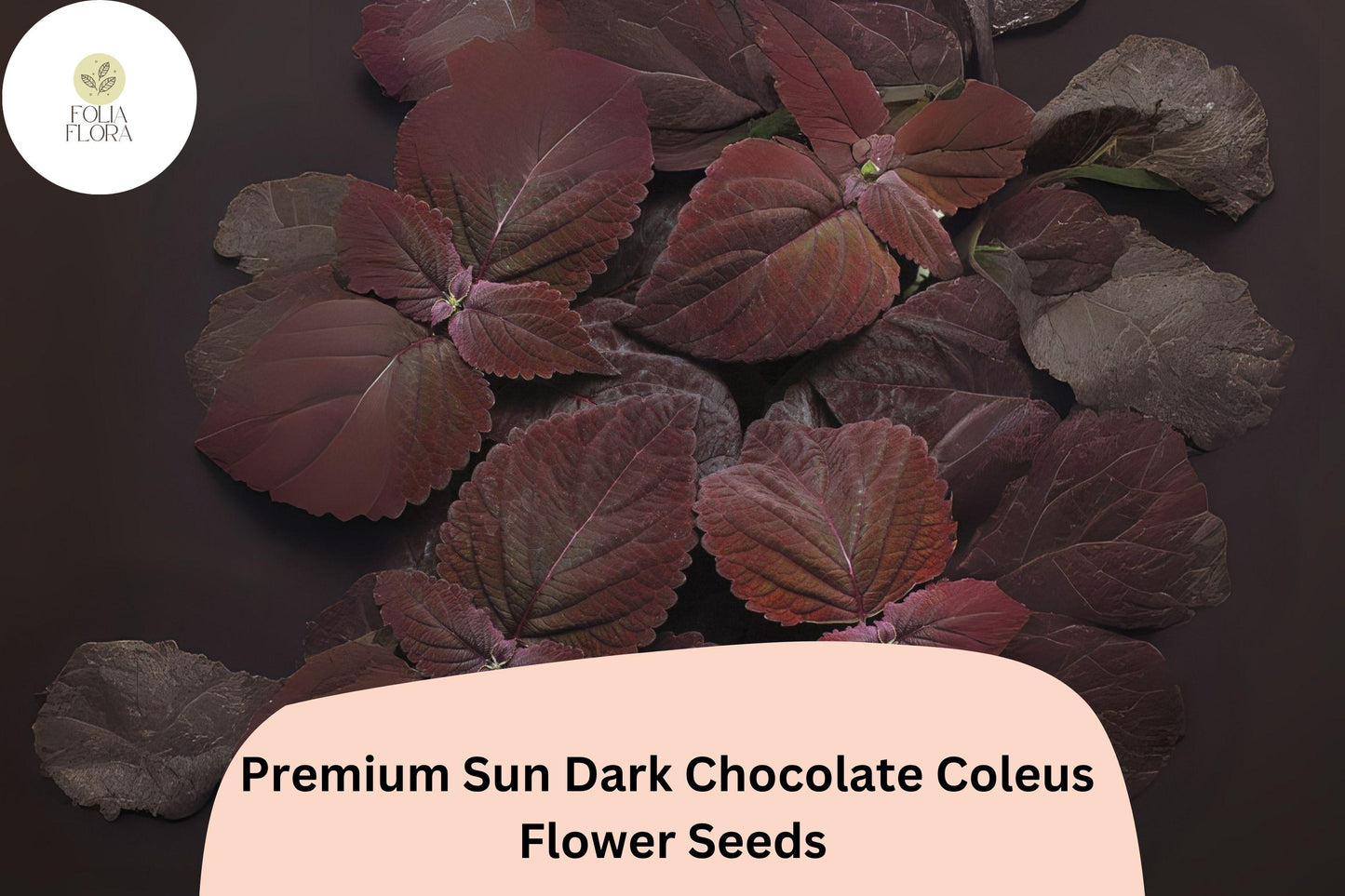 25+ Sun Dark Chocolate Coleus Seeds for Planting | Premium Shade Plant | Deep Brown Foliage Annual | Garden Bedding Seeds