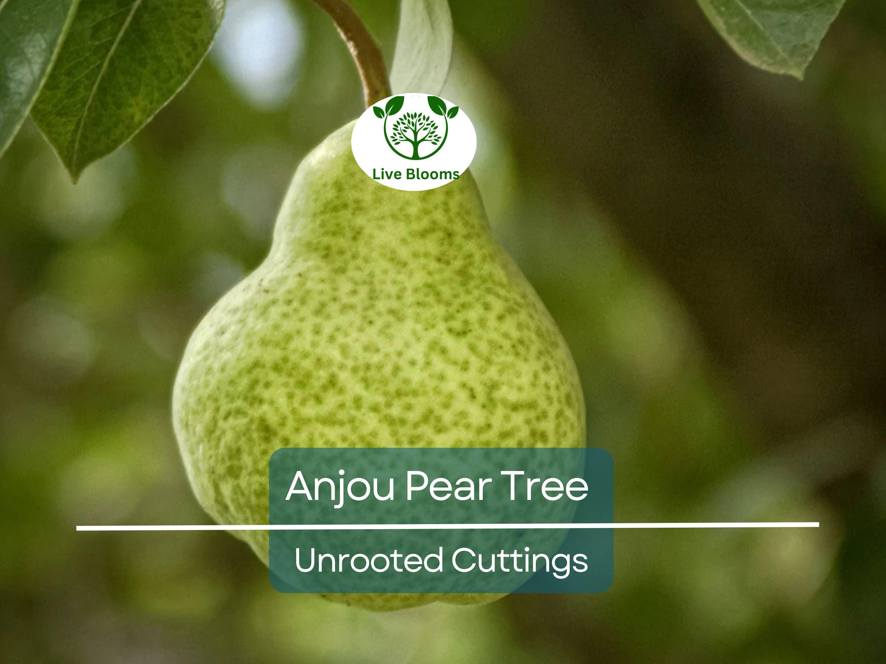 8 Green Anjou Pear Trees 7-10" Unrooted Cuttings for Propagation - Pyrus communis, Delicious Pear Variety