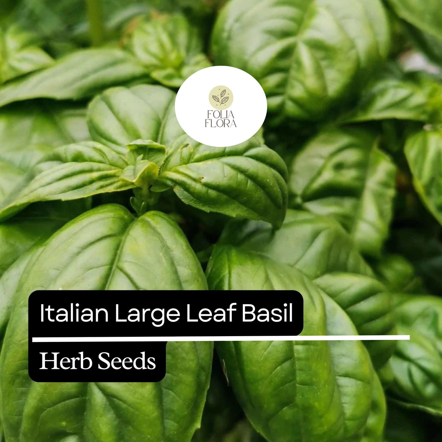 200 Italian Large Leaf Basil Seeds – Heirloom, Non-GMO, Aromatic & Flavorful Herb