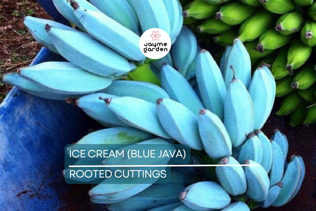 Musa Ice Cream (Blue Java) Banana Tree – Small Rooted Starter Plant – Live Banana Plant