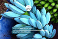 Musa Ice Cream (Blue Java) Banana Tree – Small Rooted Starter Plant – Live Banana Plant