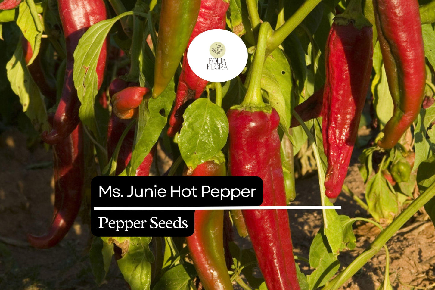 25 Hatch Ms. Junie Pepper Seeds – Capsicum annuum – Mild & Flavorful, High-Yielding, Perfect for Roasting