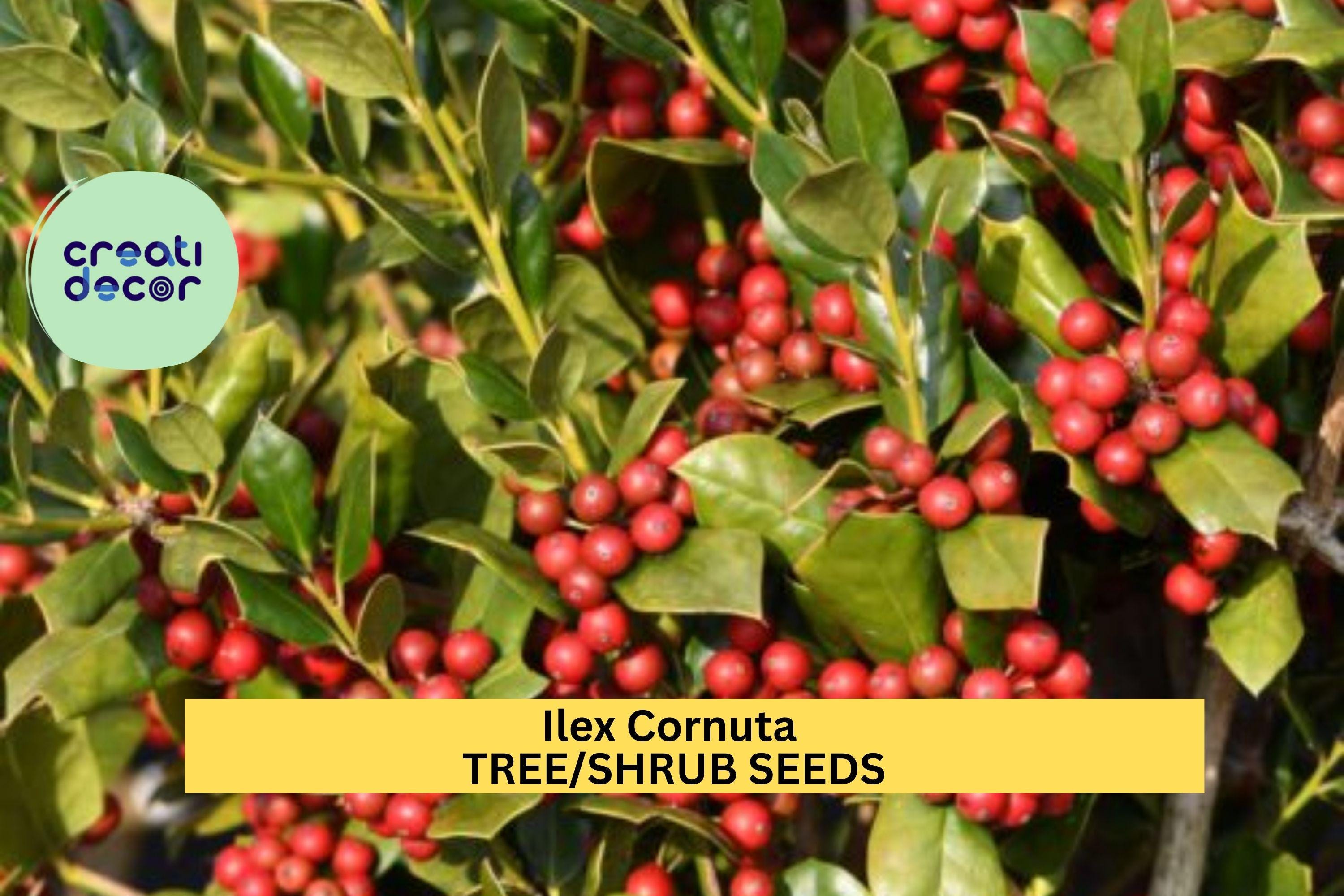 3pcs of 500mg Ilex cornuta Seeds – Chinese Holly Evergreen Shrub for Borders, Hedges, or Wildlife Landscaping Seeds for Planting