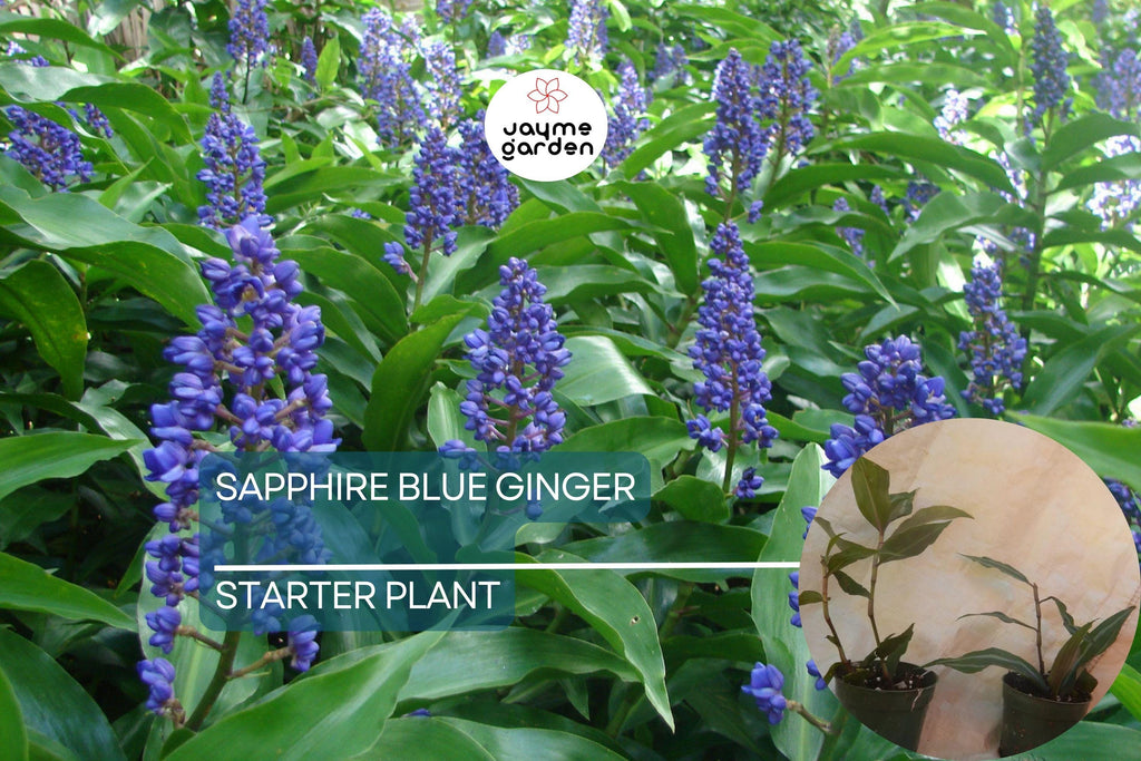 Sapphire Blue Ginger Starter Plant - Dichorisandra Thyrsiflora - Air Purifying, Evergreen, Cold Resistant, Deer & Drought Resistant