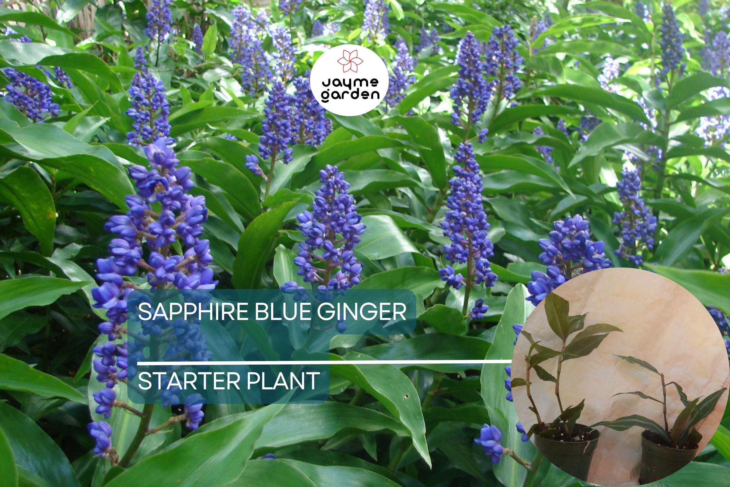 Sapphire Blue Ginger Starter Plant - Dichorisandra Thyrsiflora - Air Purifying, Evergreen, Cold Resistant, Deer & Drought Resistant