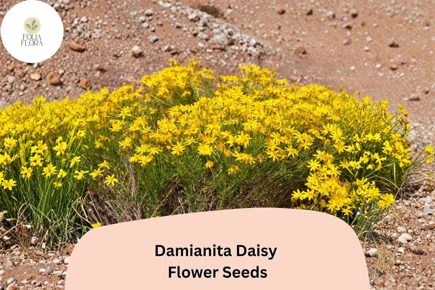 200+ Damianita Daisy Seeds | Chrysactinia mexicana | Golden-Yellow Blooms | Drought-Tolerant Perennial Flower