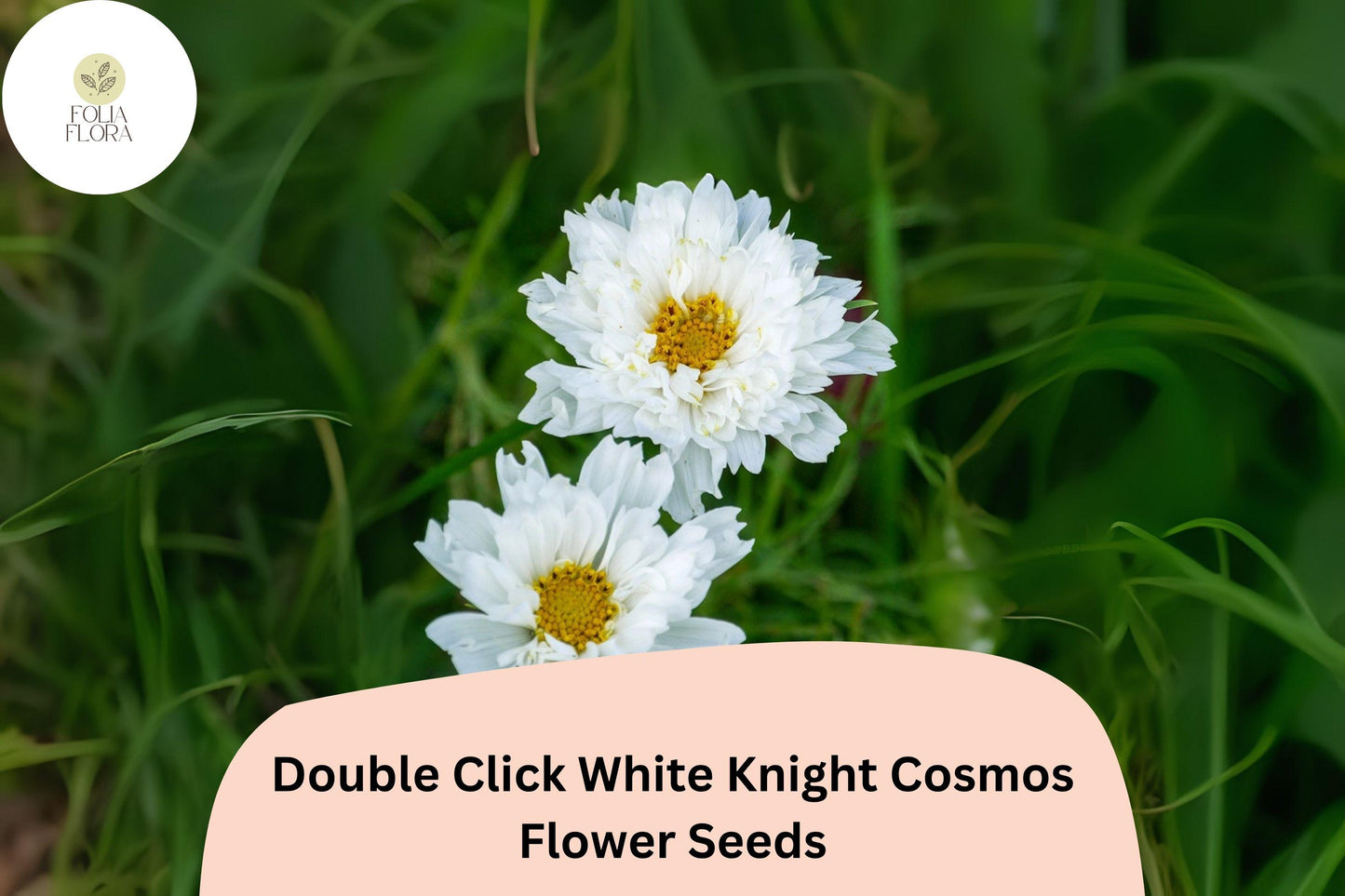 200+ Double Click White Knight Cosmos Seeds | Cosmos Bipinnatus White Double Blooms | Garden & Cut Flower Seeds