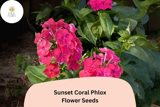 100+ Sunset Coral Phlox Seeds – Vibrant Coral Garden Flowers, Phlox paniculata
