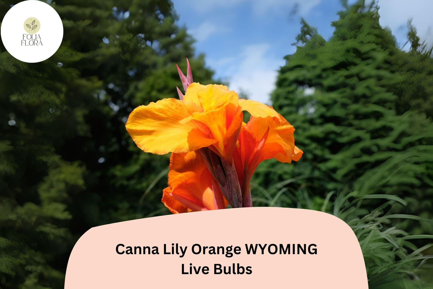 3 Canna Lily Orange Wyoming Bulbs | Live Flower Plants | Summer Blooming Garden Perennial