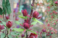 Sweetshrub 3 Plants 1-2 ft Tall (Calycanthus floridus) Fragrant Garden Shrub
