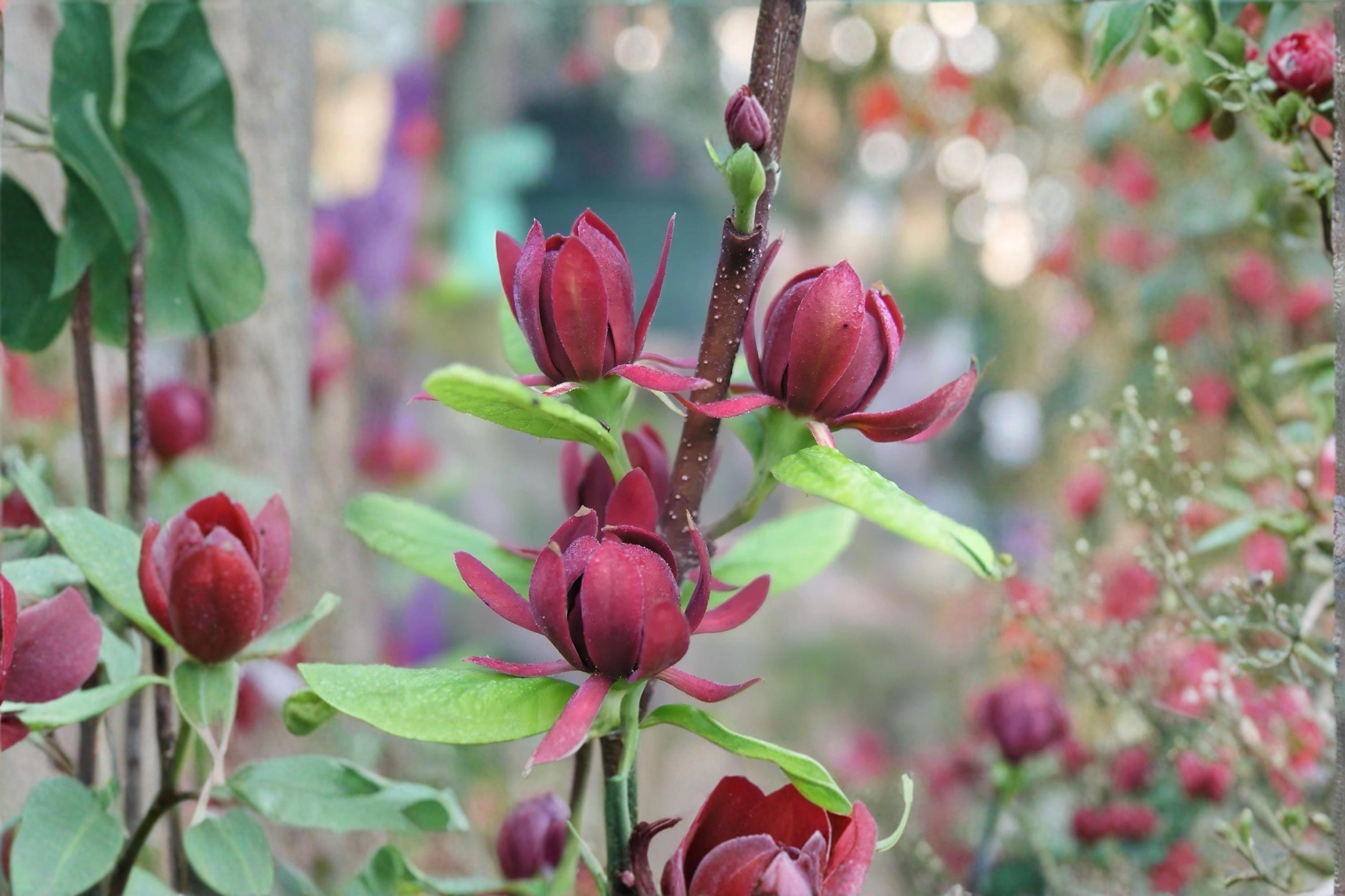 Sweetshrub 3 Plants 1-2 ft Tall (Calycanthus floridus) Fragrant Garden Shrub