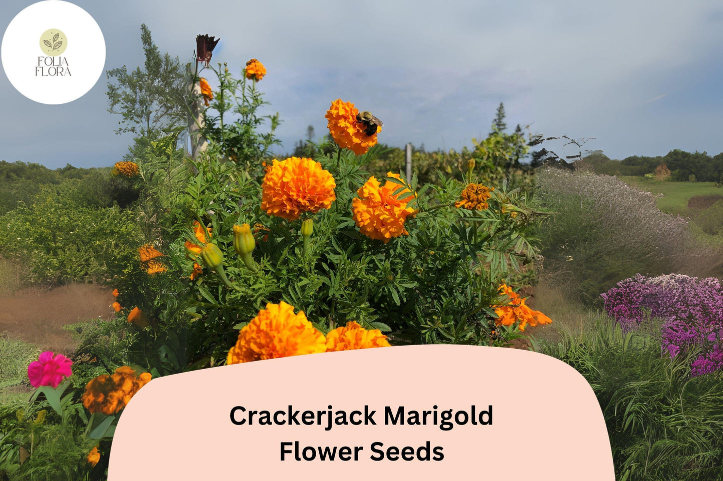 25+ Crackerjack Marigold Seeds | Giant African Marigold | Bright Orange & Yellow Heirloom Flower Seeds for Garden Planting