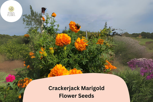 25+ Crackerjack Marigold Seeds | Giant African Marigold | Bright Orange & Yellow Heirloom Flower Seeds for Garden Planting