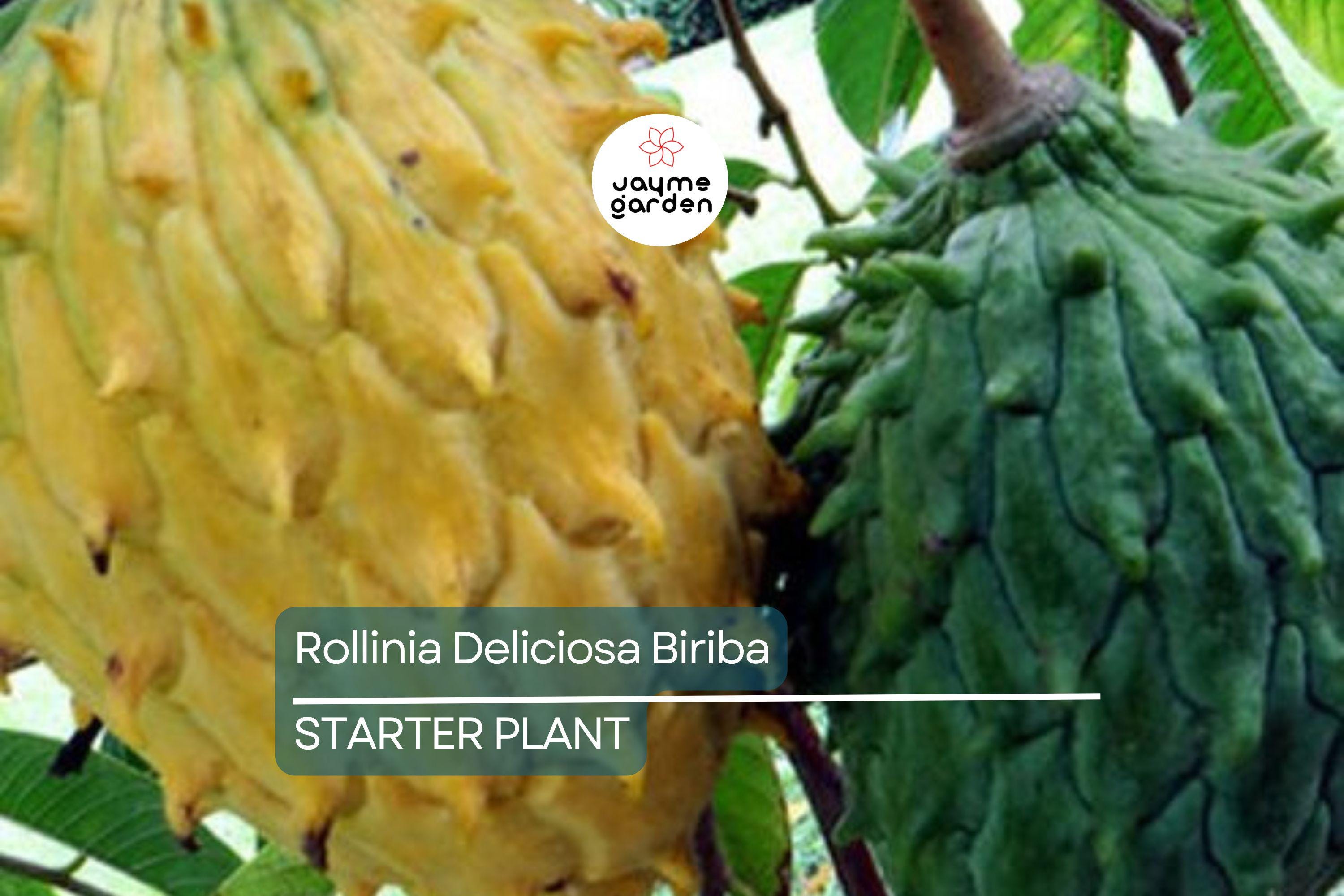 Rollinia Deliciosa 'Biriba' Tropical Tree | 4-7" Live Starter Plant | Sweet Lemon Meringue-Like Fruit | Rare Edible Exotic