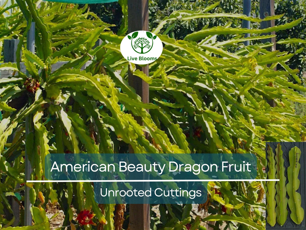 3 American Beauty Dragon Fruit Unrooted Cuttings 8-10", Self Pollinating (Hylocereus undatus), Edible Fruit Cactus, Grow Your Own Pitaya