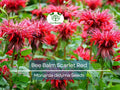 20 Bee Balm Scarlet Red Seeds | Monarda Didyma, Perennial, Hummingbird-Friendly, Non-GMO, Vibrant Red Blooms for Garden