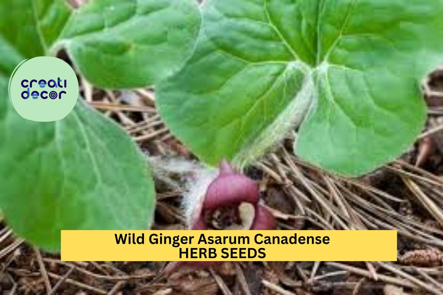 1pcs of 100mg Wild Ginger Seeds – Asarum canadense for Shade Gardens, Native Ground Cover, or Woodland Landscaping Seeds for Planting