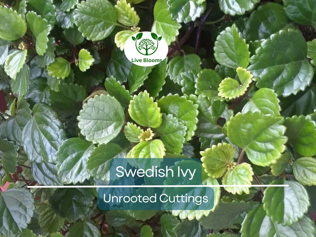 5 Organic Swedish Ivy Unrooted Cuttings 4" Length - Plectranthus Verticillatus - Easy to Grow Houseplant for Propagation & Indoor Decor