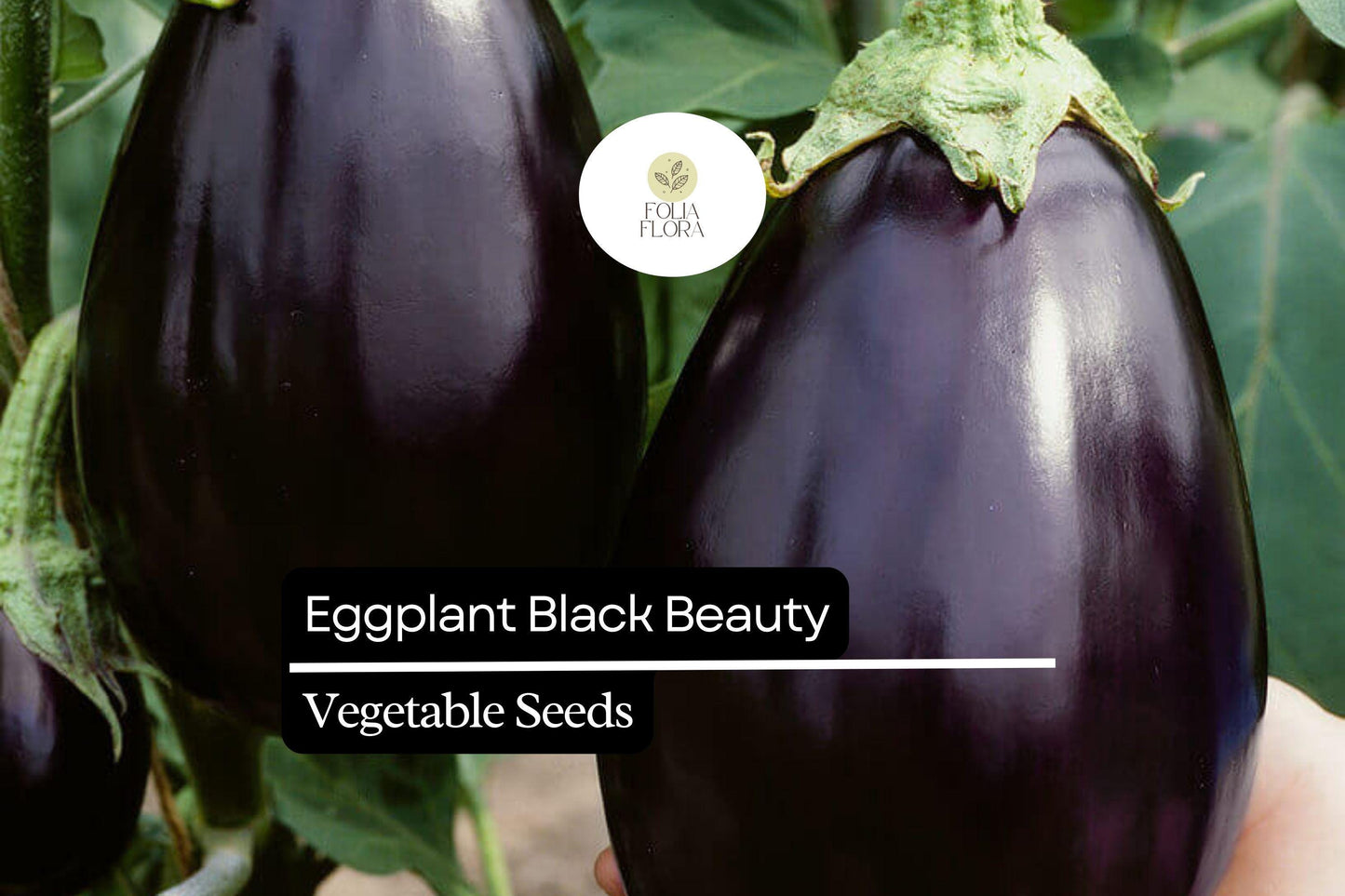150 Black Beauty Eggplant Seeds – Heirloom, Non-GMO, High-Yield, Classic Variety