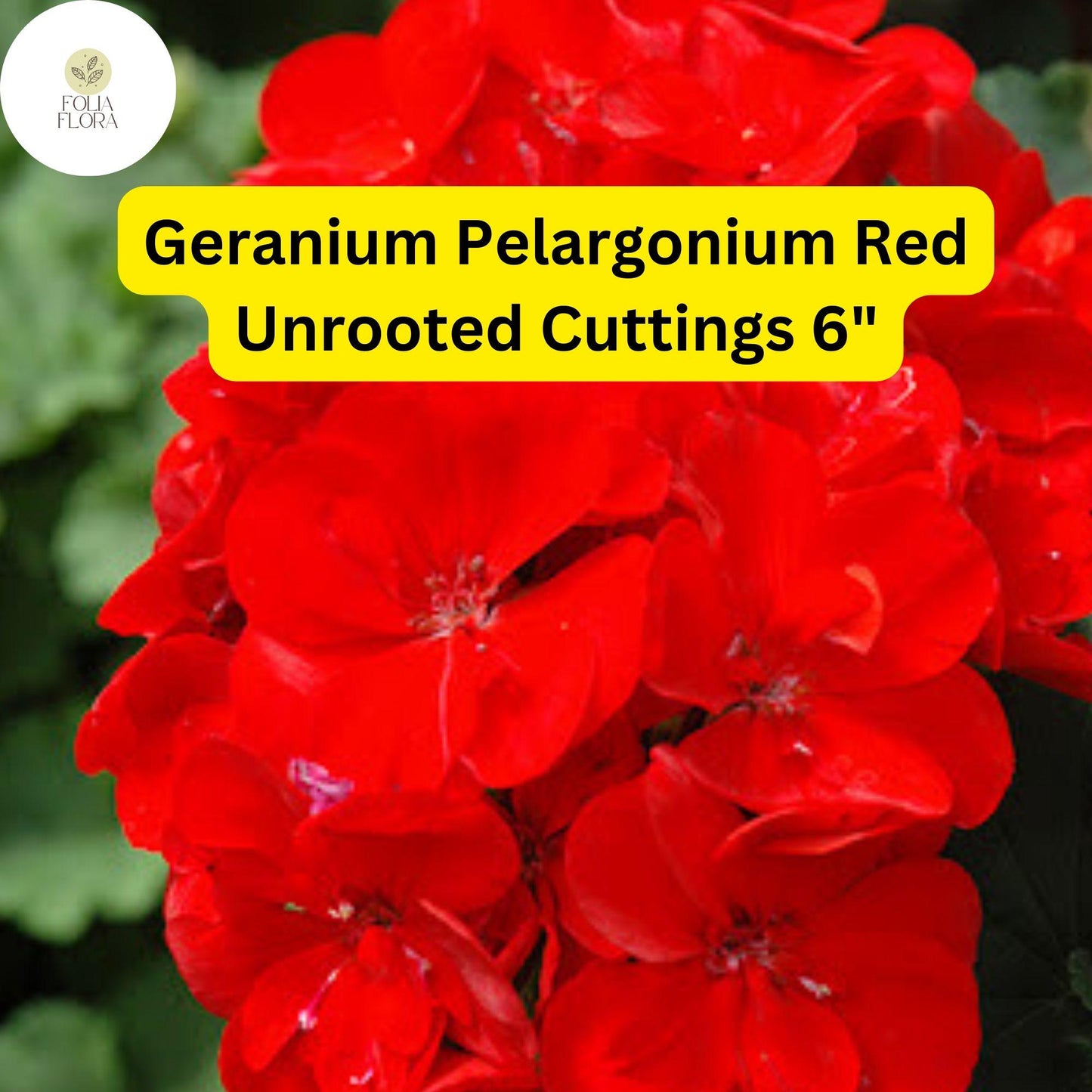 Geranium Pelargonium ‘Red’ | 3 Live 6” Unrooted Cuttings | Bright Red Blooms, Easy-Care Flowering Plant, Drought-Tolerant