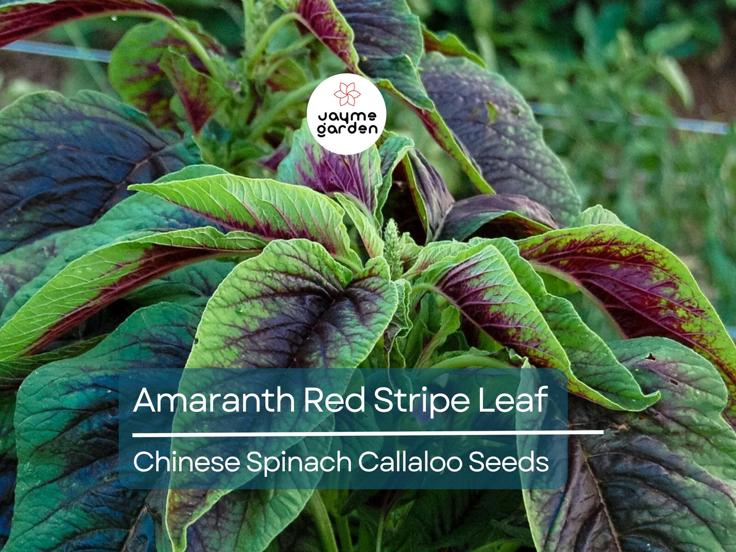 500 Seeds Edible Amaranth Red Stripe Leaf | Chinese Spinach | Yin Tsai Seeds for Planting | Red Beauty Tricolor | Red Callaloo Vegetable