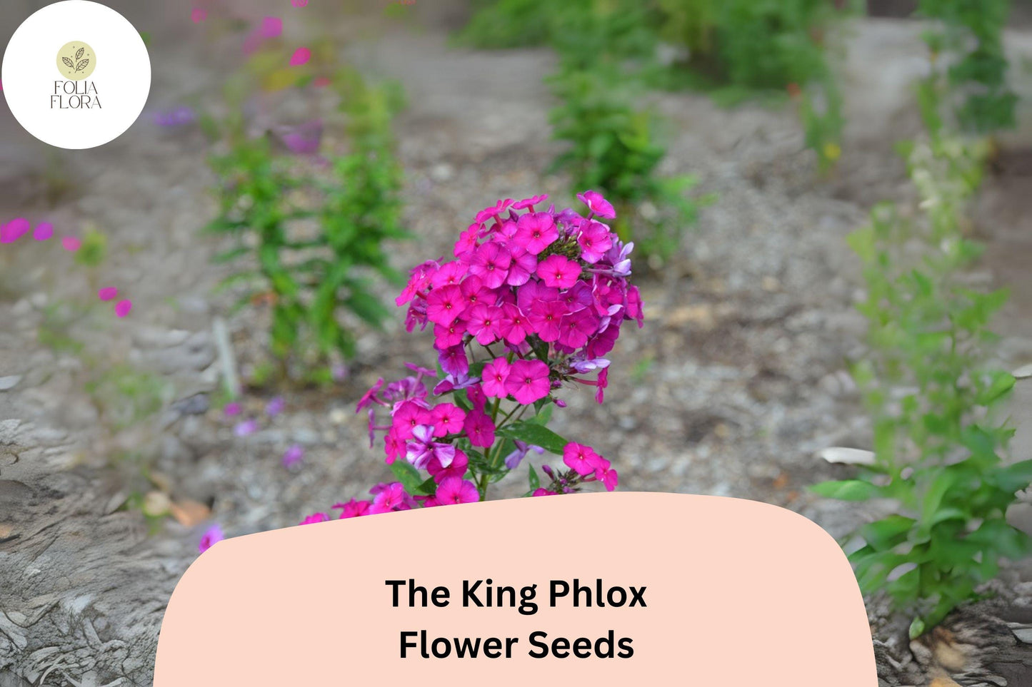 100+ The King Phlox Seeds – Annual Garden Flowers, Phlox drummondii