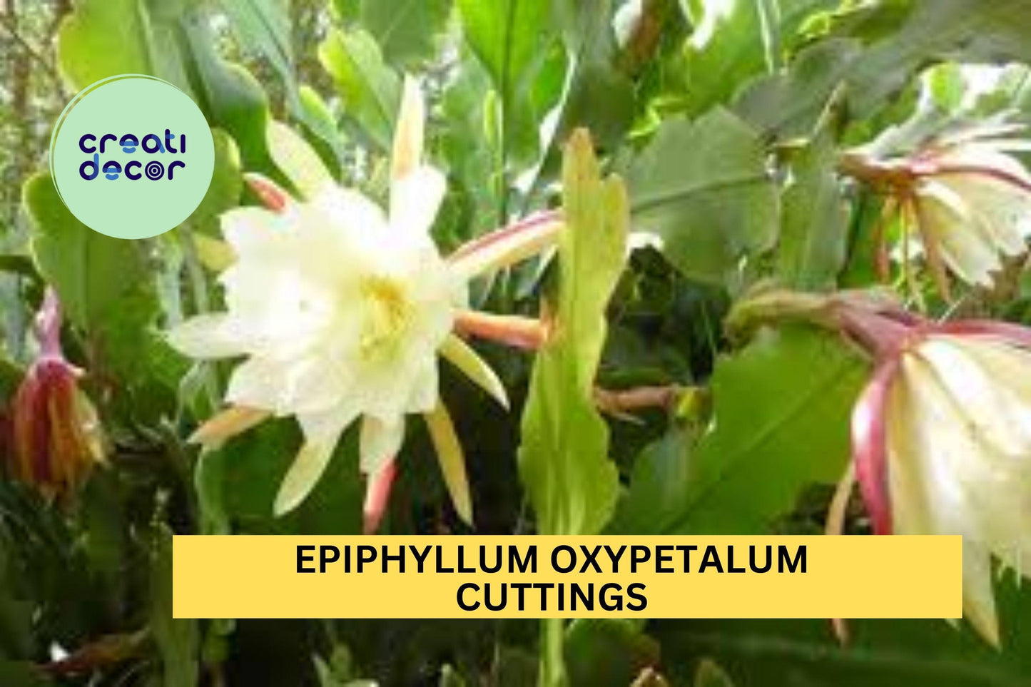 2 Queen of the Night Orchid Cactus Cuttings – Epiphyllum Oxypetalum 4–6" Segments, Night Blooming Fragrant Plant – USA