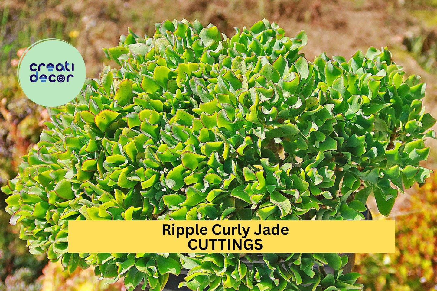 3 Ripple Jade Cuttings – Crassula arborescens undulatifolia | 4–5" Curly Leaf Succulent for Pots, Rock Gardens, or Indoor Containers