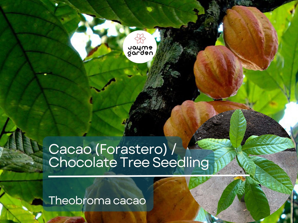 Cacao Starter Plant Seedling (Forastero, Theobroma cacao) - Live Tropical Fruit Tree 2-3 Feet - Grow Your Own Chocolate at Home