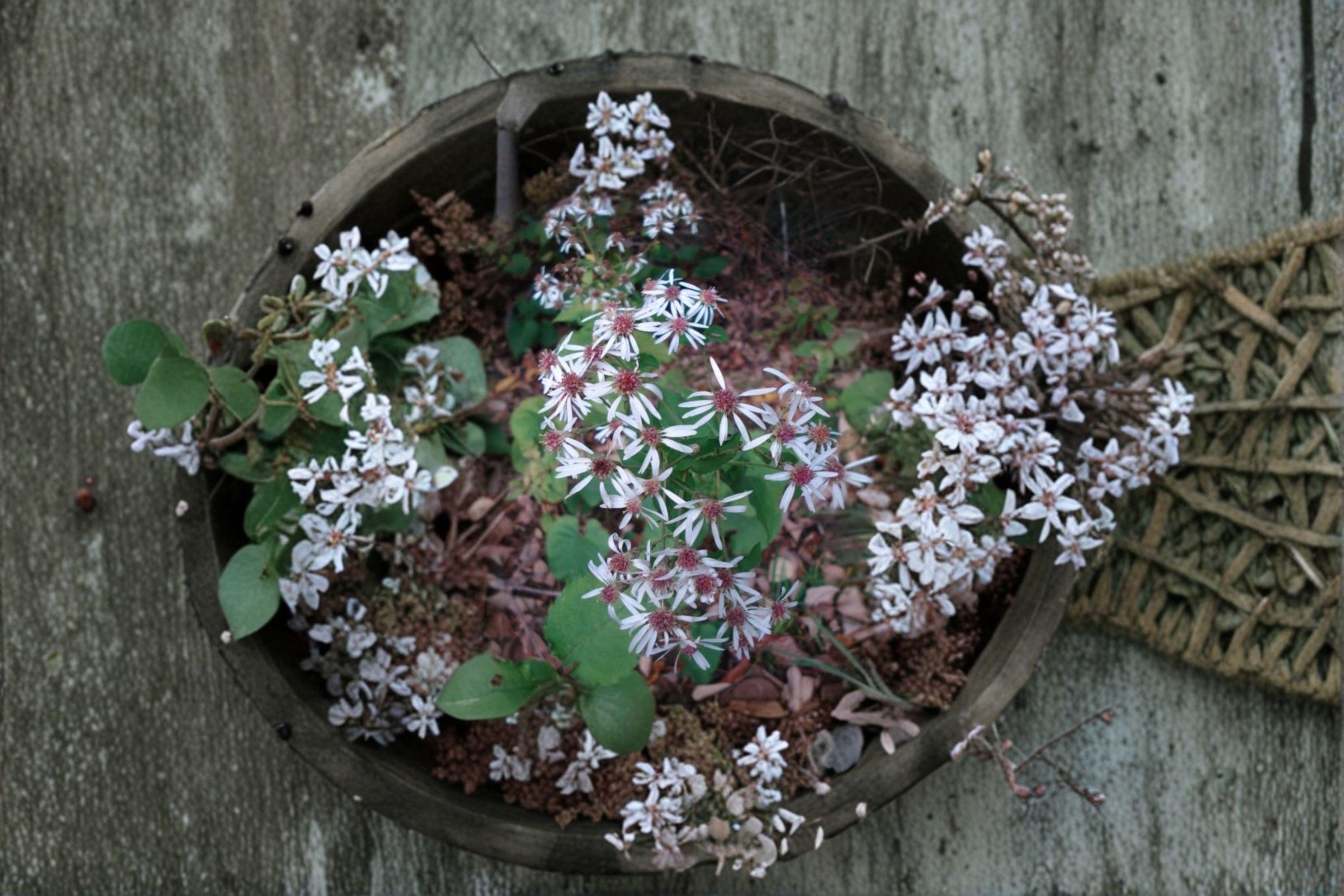 Eurybia macrophylla – Big-leaved Aster | 100 Seeds | Native Woodland Wildflower | Pollinator Garden Plant