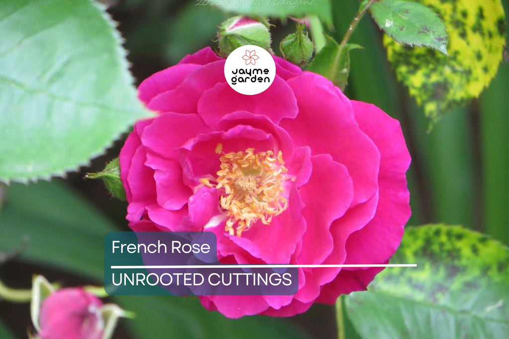 French Rose Cuttings (4) – Climbing Rose for Fences, Arches & Entryways, Elegant Victorian Garden Decor