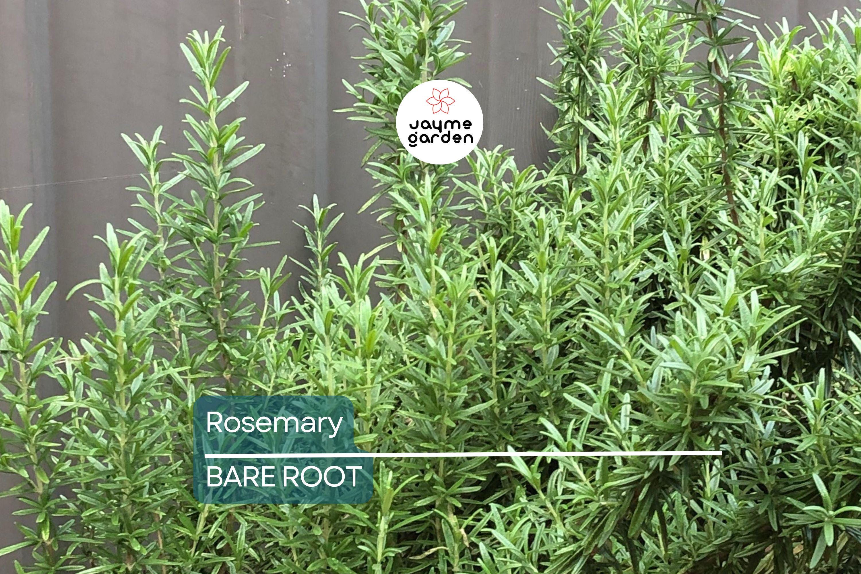 Organic Rosemary Herb Live Plant - Bare Rooted, Ready to Plant - Indoor/Outdoor Herb for Gardens