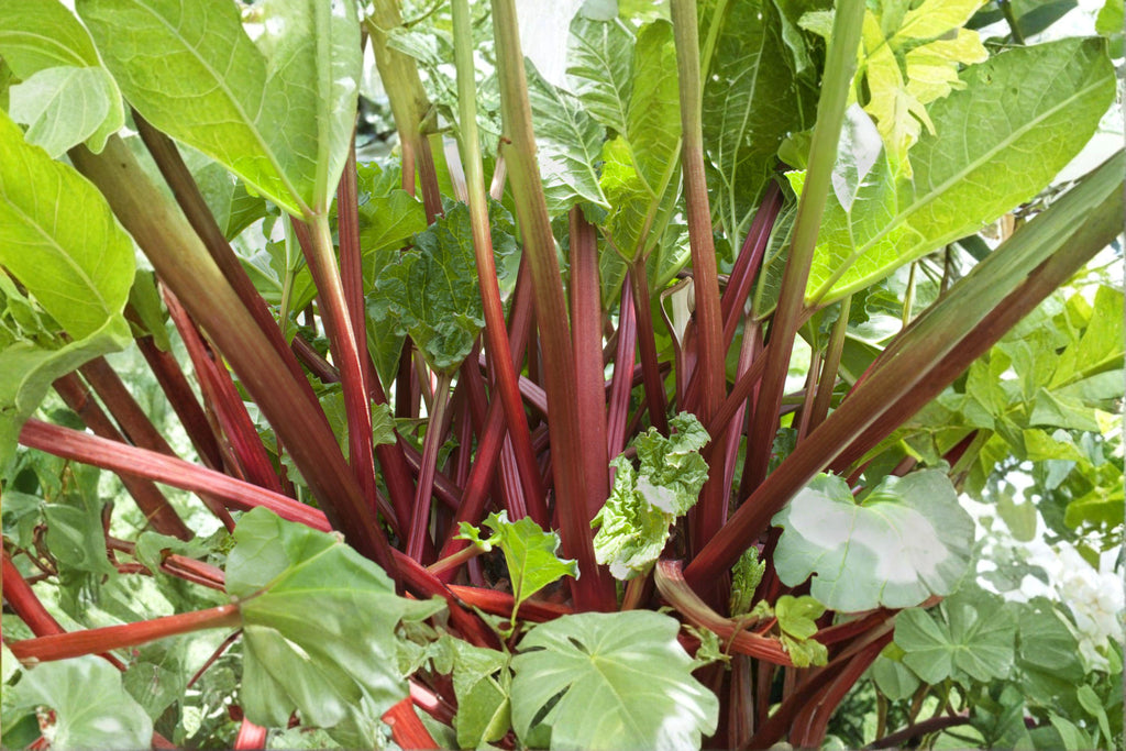 Rhubarb – Victoria 25 Seeds | Classic Heirloom Rhubarb | Large Stalks | Cold-Hardy Perennial