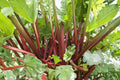 Rhubarb – Victoria 25 Seeds | Classic Heirloom Rhubarb | Large Stalks | Cold-Hardy Perennial