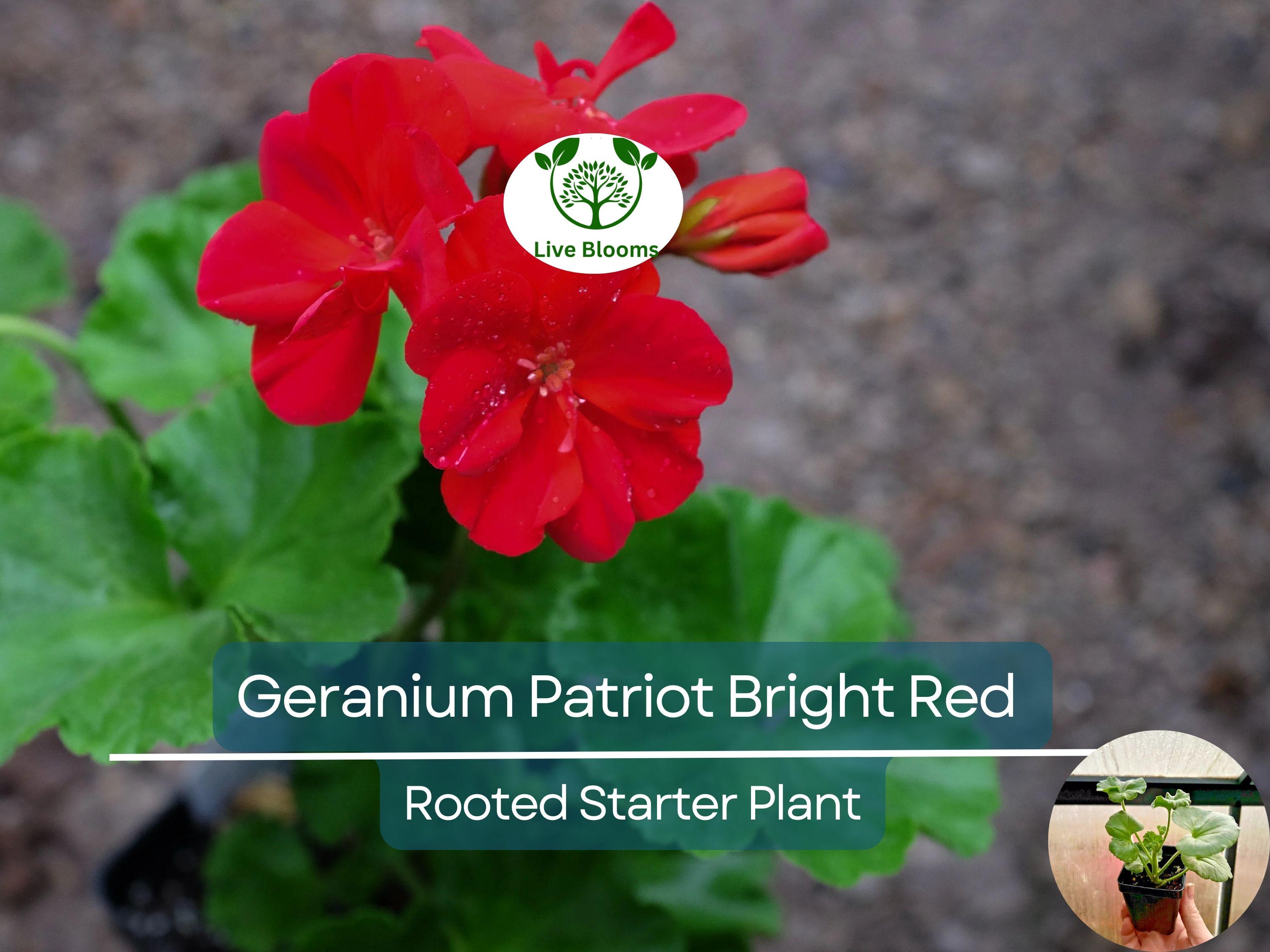 1 Geranium 'Patriot Bright Red' Plug - Zonal Crimson Red Live Plant, Beautiful Red Blooms, Hardy Garden Flower, for Containers & Bedding